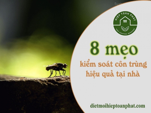8 mẹo nhỏ giúp tiết kiệm thời gian và chi phí để kiểm soát côn trùng hiệu quả tại nhà